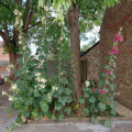 Gardens - tree-garden-2025