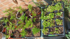 Gardens - planterbox seedlings 25 (cropped)