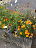 Gardens - planter Summer 24-6